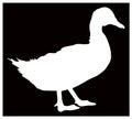Duck silhouette - aquatic farm or wildlife bird Royalty Free Stock Photo