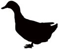 Duck silhouette - aquatic farm or wildlife bird Royalty Free Stock Photo
