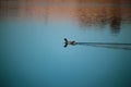 Duck silhouette reflection lake ripples nature Royalty Free Stock Photo