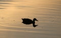 Duck silhouette and ripples on water at sunset Royalty Free Stock Photo