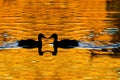 Duck Silhouetted on Golden Pond Royalty Free Stock Photo