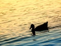 Duck silhouettes on the lake at sunset