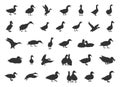 Duck silhouettes, Mallard duck silhouette, Mallard silhouette, Flying duck silhouette, Duck hunting silhouette,Duck