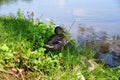 Wild Duck on the lake Royalty Free Stock Photo