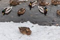 A duck sits on the snow on the shore. There are ducks swimming in the river nearby