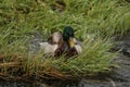 Duck in Colorado Royalty Free Stock Photo