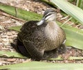 Duck sitting on a brood of chicks Royalty Free Stock Photo