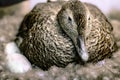 Duck sitting on eggs in the nest