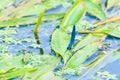 Damselfly Banded demoiselle floating on leaves Royalty Free Stock Photo