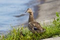 Duck sitting on the grass