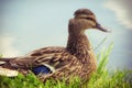 Duck sitting in the grass near the water, close-up. Female ducks near the pond, macro