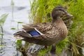 A duck Royalty Free Stock Photo