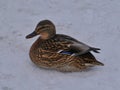 A duck sitting on snow Royalty Free Stock Photo