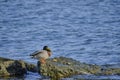 Duck is sitting stone seashore basking sun. Royalty Free Stock Photo