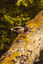 Duck sitting on a tree trunk in front of water