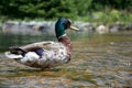 Duck sitting on a water