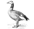 Duck sketch hand drawn engraving style Royalty Free Stock Photo