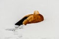 Duck sleeping in the snow. Royalty Free Stock Photo