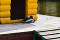 The duck sleeps in a house on the water for resting birds. Wooden house for birds. Duck poop Royalty Free Stock Photo