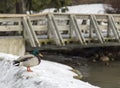 Duck in Snow by Bridge Royalty Free Stock Photo