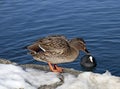 Duck on the snow coast the lake Bled