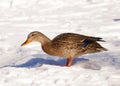 Female Mallard Duck Royalty Free Stock Photo