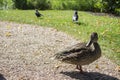 Duck Royalty Free Stock Photo
