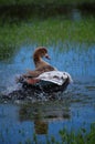 Duck splashing in lake Royalty Free Stock Photo