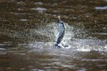 Duck splashing water in zealandia park in new zealand near Wellington.