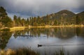 Duck in Sprague Lake at Rocky Mountain National Park Royalty Free Stock Photo