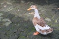 A duck Royalty Free Stock Photo