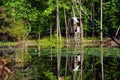 Duck Stand on Cooty Lake