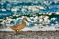 Duck stand next to a pond or lake with bokeh background Royalty Free Stock Photo