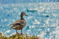 Duck stand next to a pond or lake with bokeh background Royalty Free Stock Photo