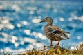 Duck stand next to a pond or lake with bokeh background Royalty Free Stock Photo