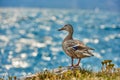 Duck stand next to a pond or lake with bokeh background Royalty Free Stock Photo