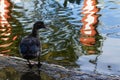 Duck stand next to a pond