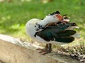 Duck is standing on a cement wall and eating grass Royalty Free Stock Photo