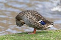 Duck standing with front paws in mouth on ground. Royalty Free Stock Photo