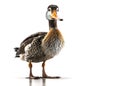 Duck standing in front of white background. Generative AI Royalty Free Stock Photo