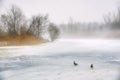 Duck standing on the frozen lake in winter on a foggy morning