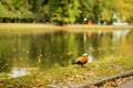 Duck is standing on the grass near a pond. Autumn, leaf fall Royalty Free Stock Photo