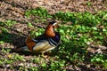 Duck standing on the grass in the shade