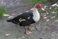 Close-up, a duck standing on the ground.