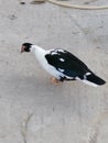 duck standing on the ground and finding food. Royalty Free Stock Photo