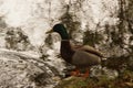 A duck only, standing Mallard and in front of a lake