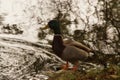 A duck only, standing Mallard and in front of a lake