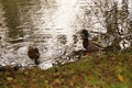 Ducks and lake - Bassin de la Muette - Elancourt Ã¢â¬â France Royalty Free Stock Photo