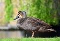 Duck standing near a pond