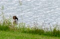 Duck standing near shore